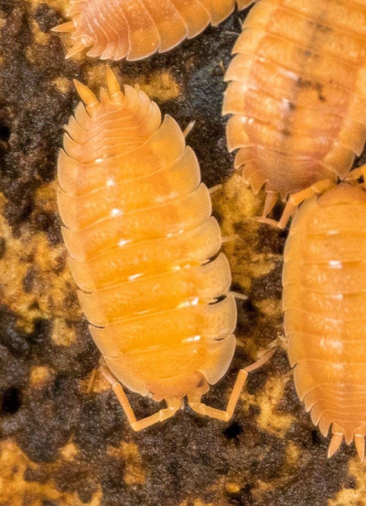 Isopody Porcellio laevis orange.