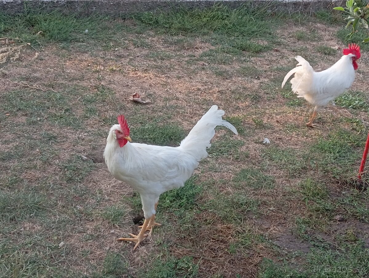 leghorn