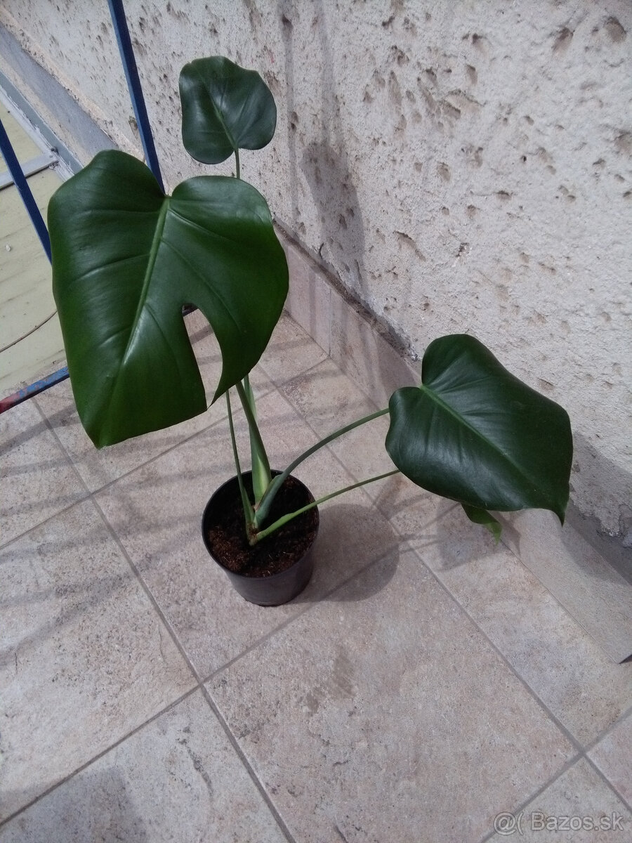 Monstera skvelá (deliciosa) kvet s perforáciou, s kvetináčom