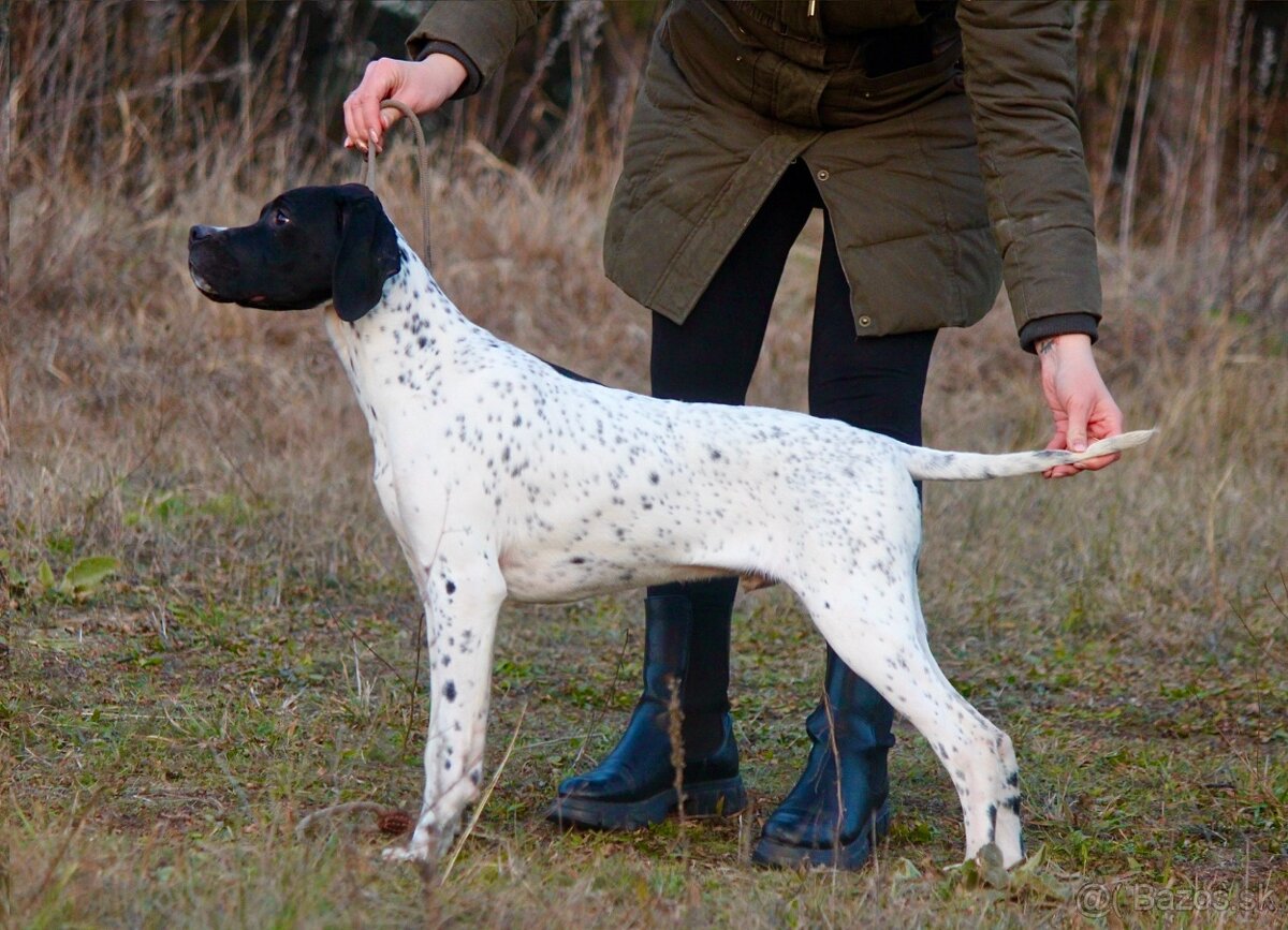 Anglický pointer, english pointer, stavač