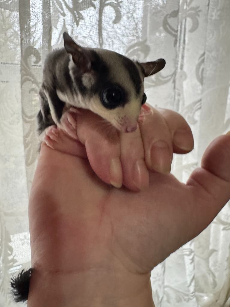 Sugar Glider(Veverička vačkovitá)