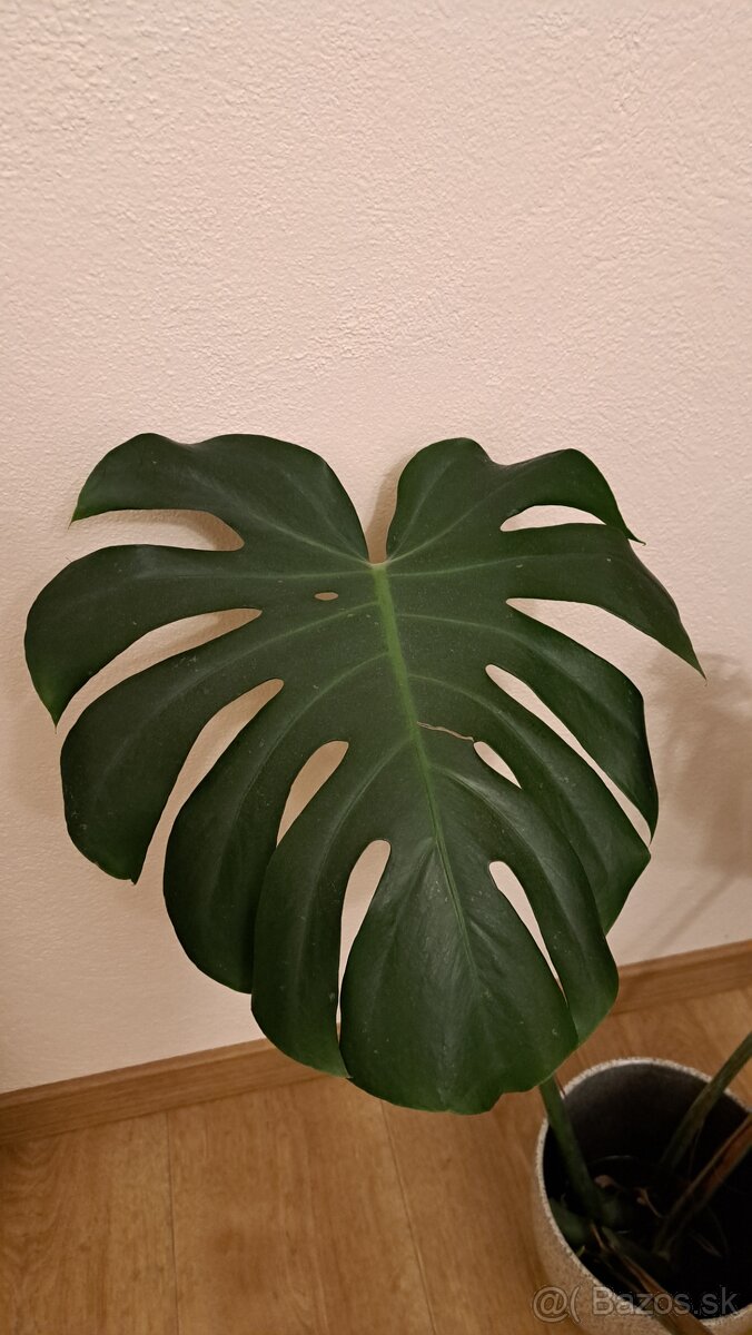 Monstera Deliciosa