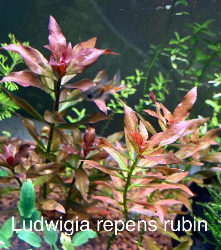 Ludwigia repens / repens Rubin