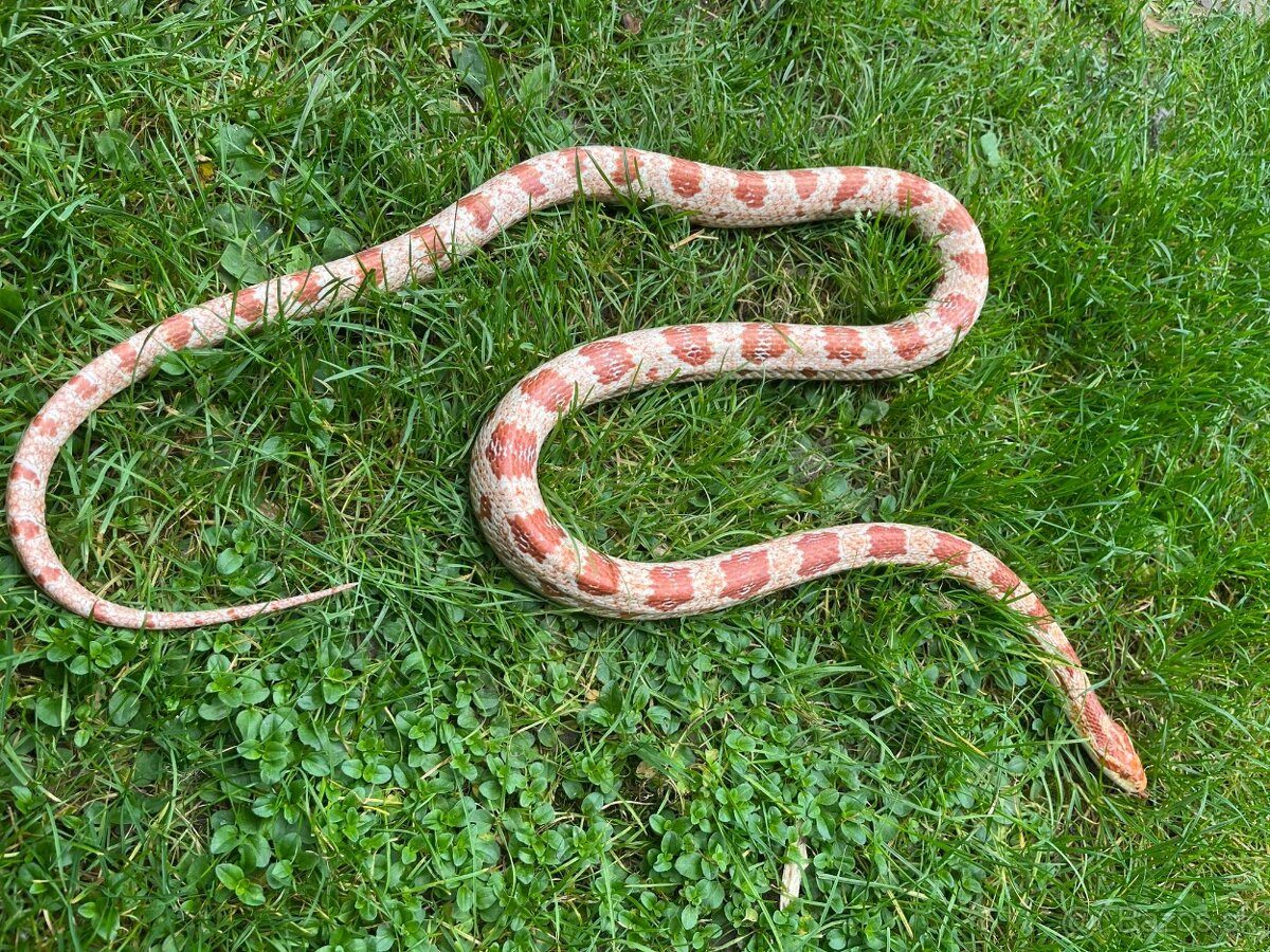 Užovka červená amelano