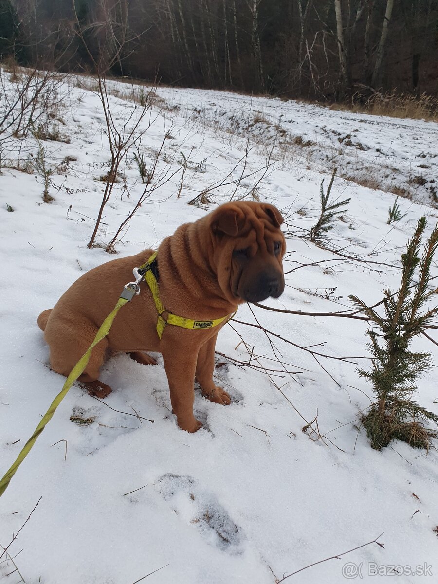 Shar-pei , šarpei