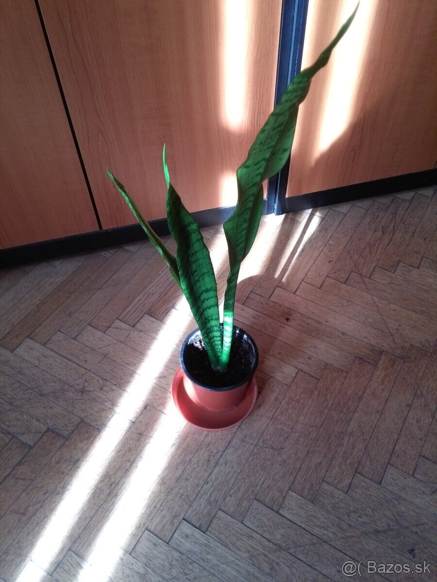 Sansevieria svokrin jazyk svokrine jazykz