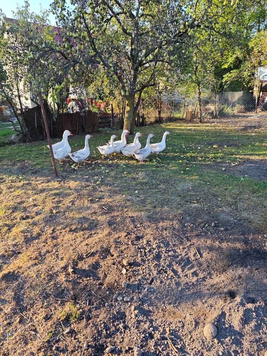 Ponúkam na predaj mladé husi