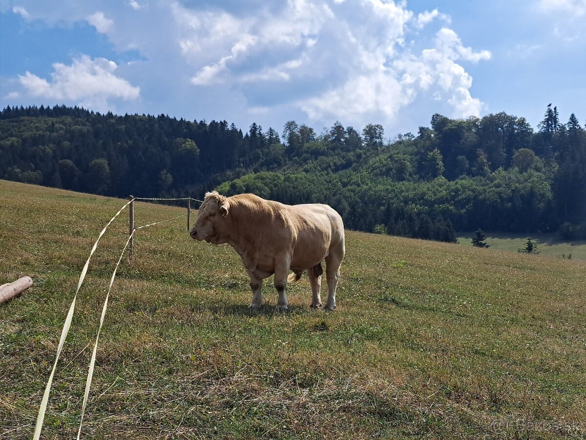 Predám býka