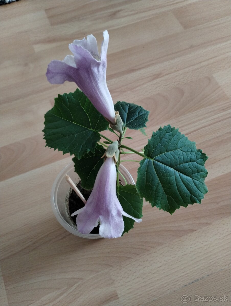 Paulownia stromčeky už kvitnúce, kontajneroch