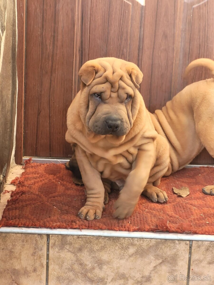 Shar-pei , šarpei