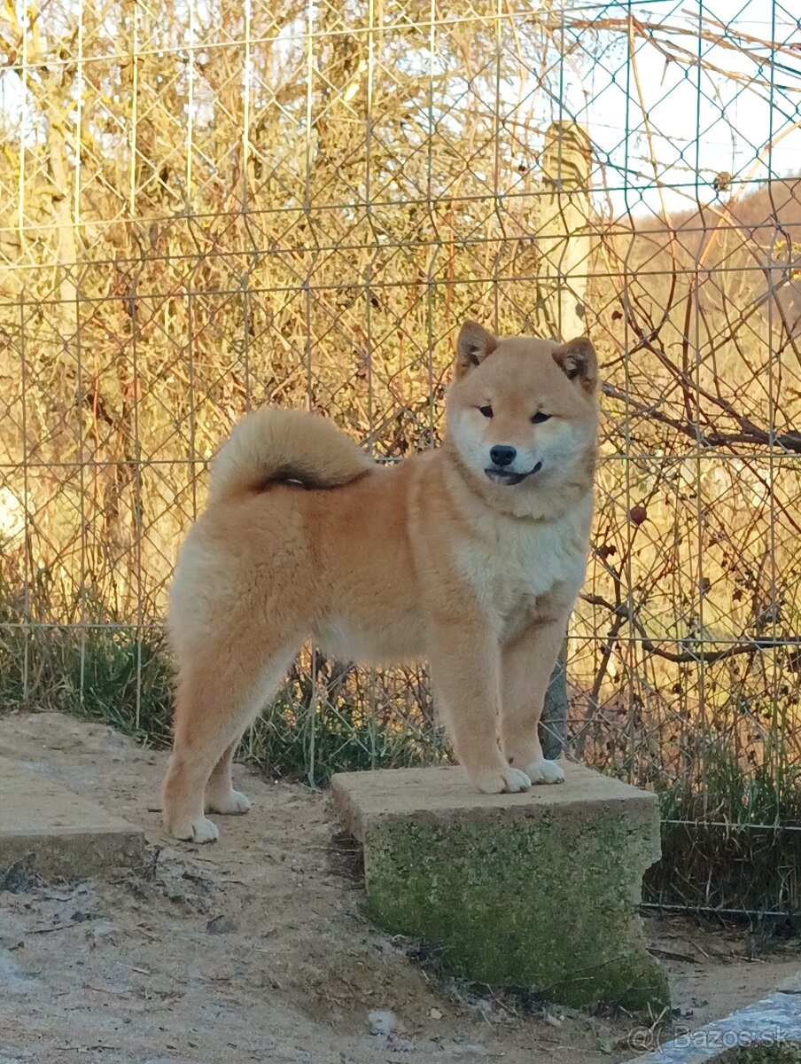 Shiba inu šteniatka