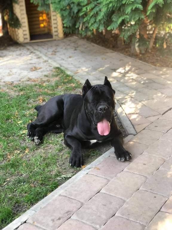 Cane corso krytie