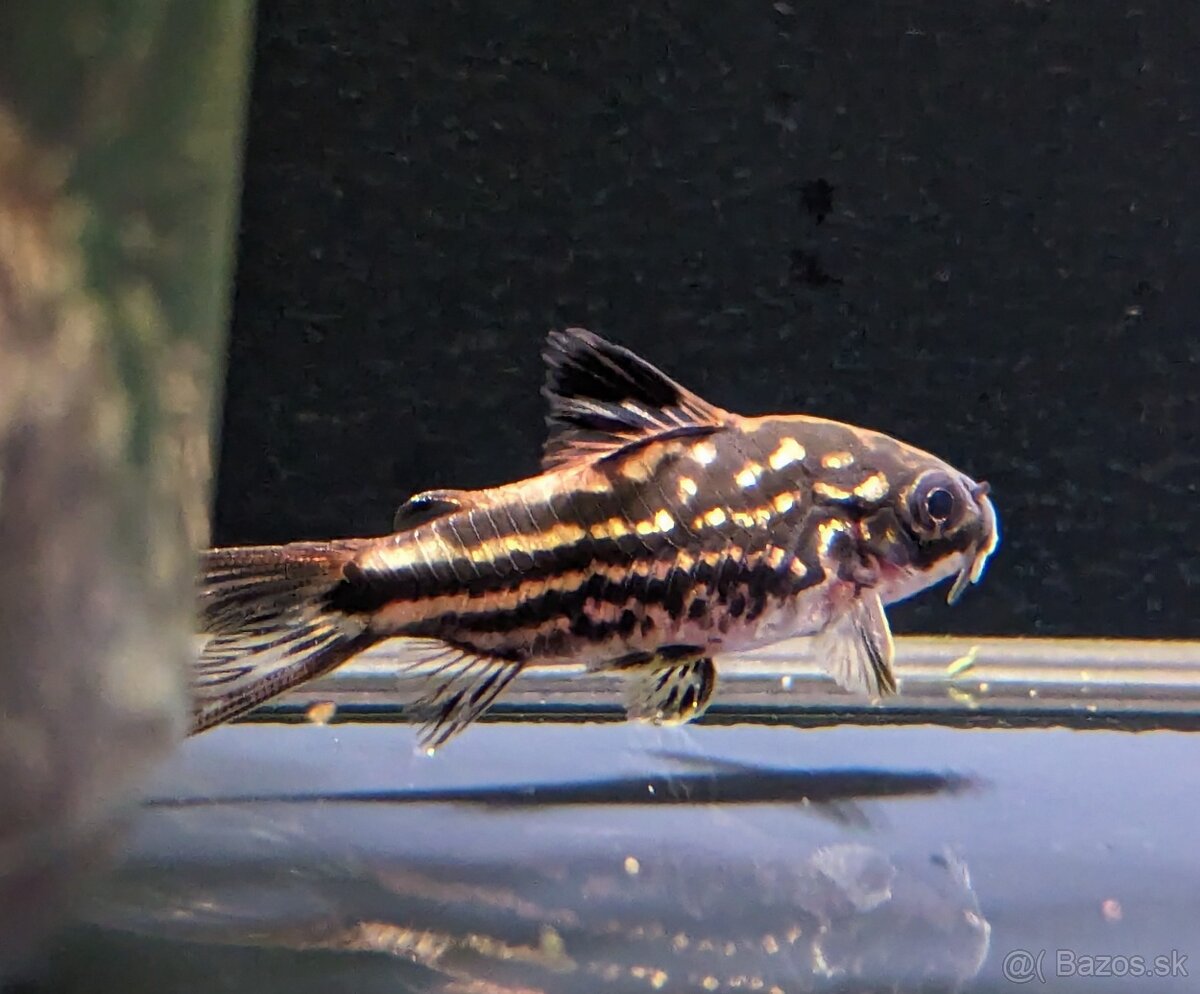 corydoras nanus