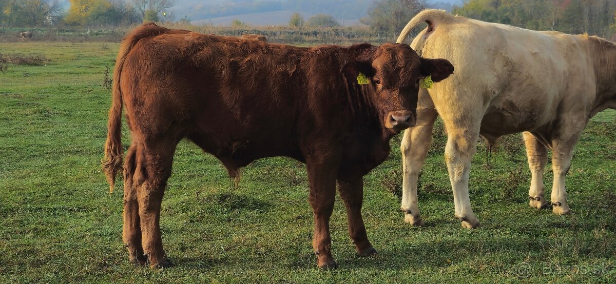 Charolais, Limousine jalovice býčky na predaj