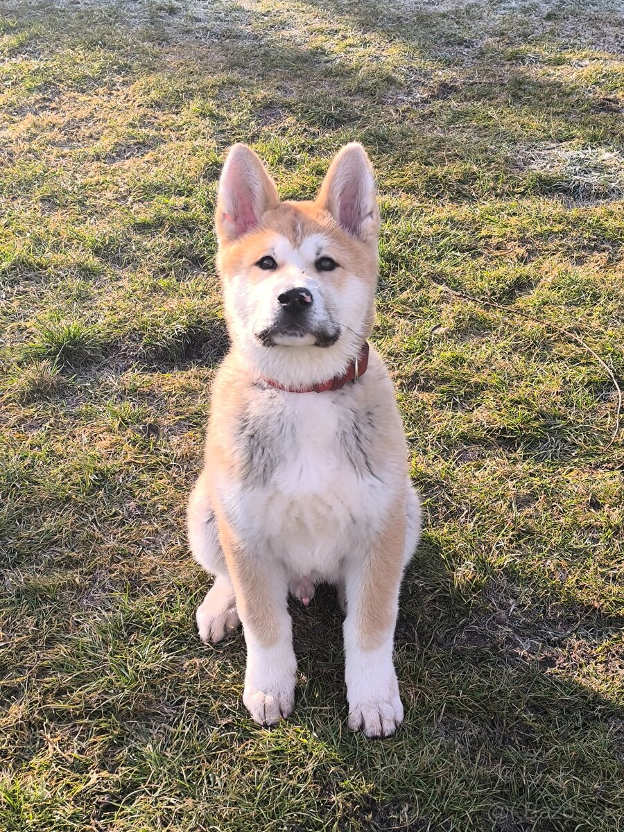 Akita Inú za Vet.poplatky