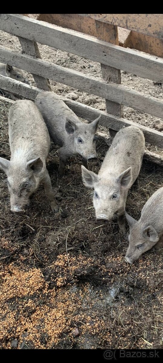 Diviak,Mangalica,odstavcata