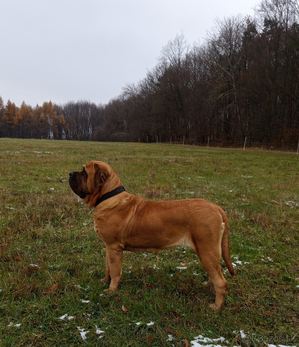 Anglický mastiff