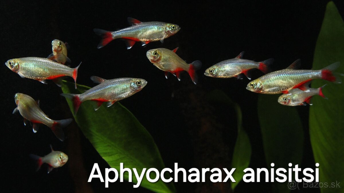 Tetry Aphyocharax anisitsi