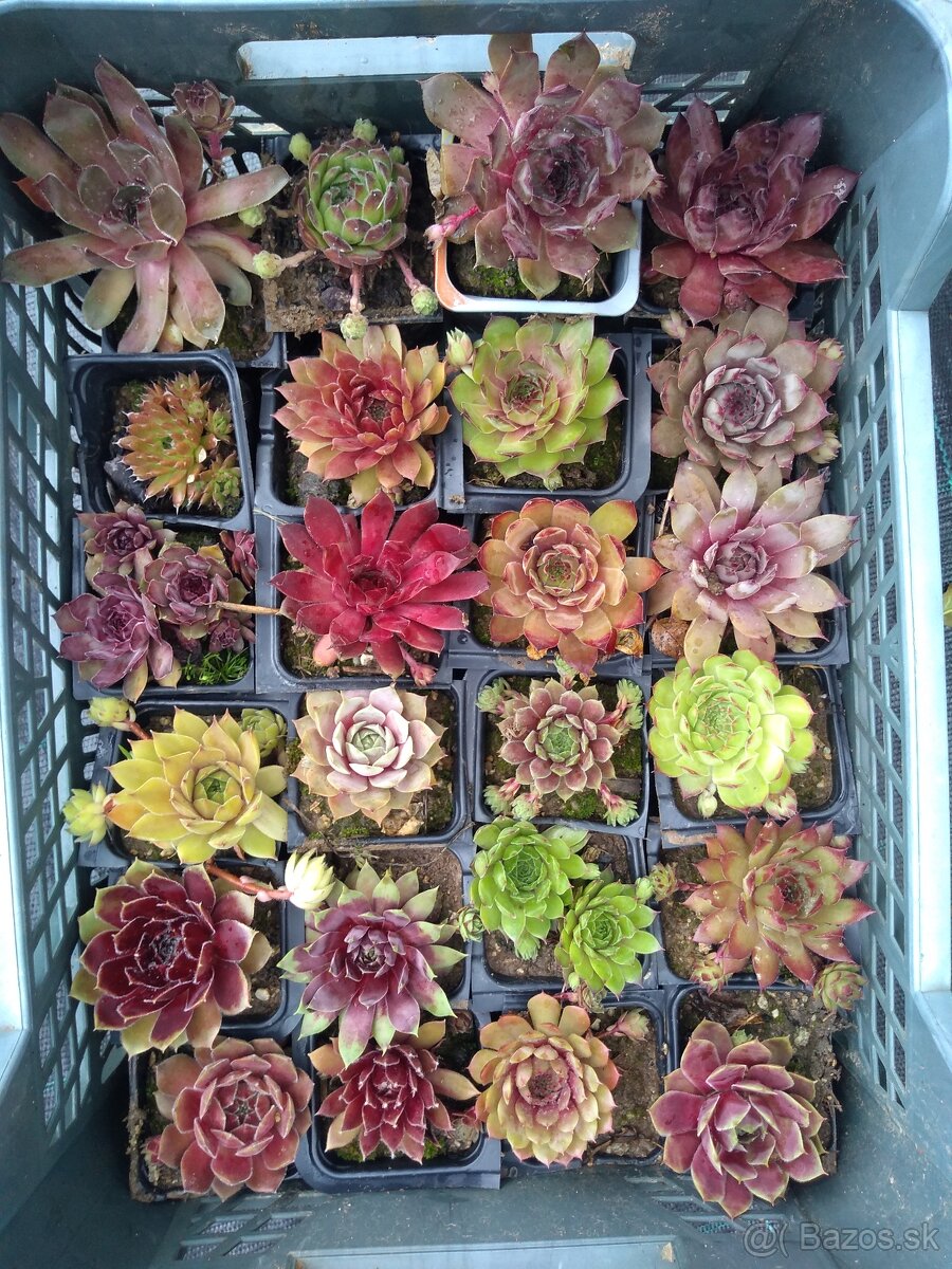 Sempervivum skalničky