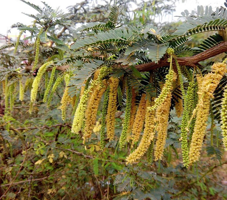 Prosopis juliflora