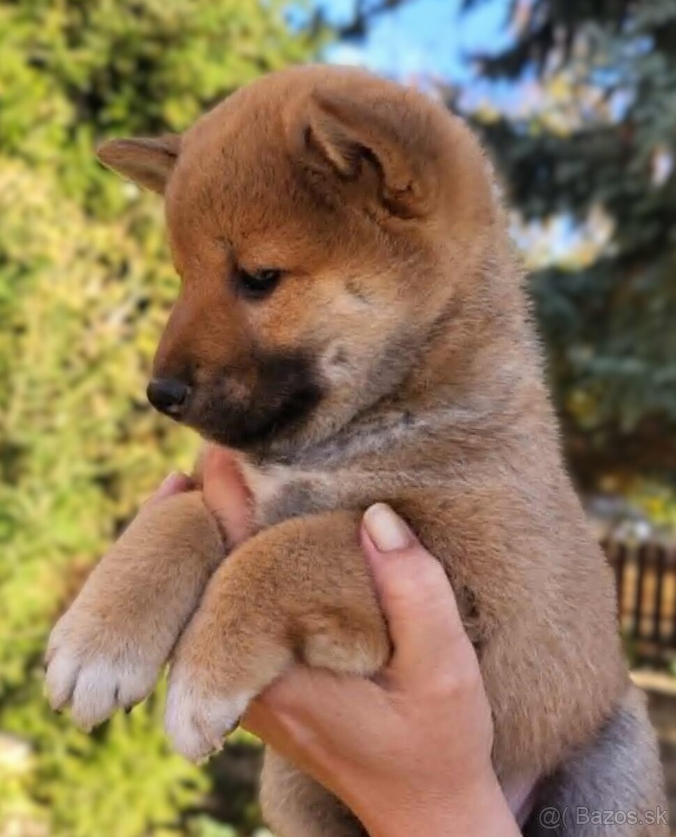 shiba inu