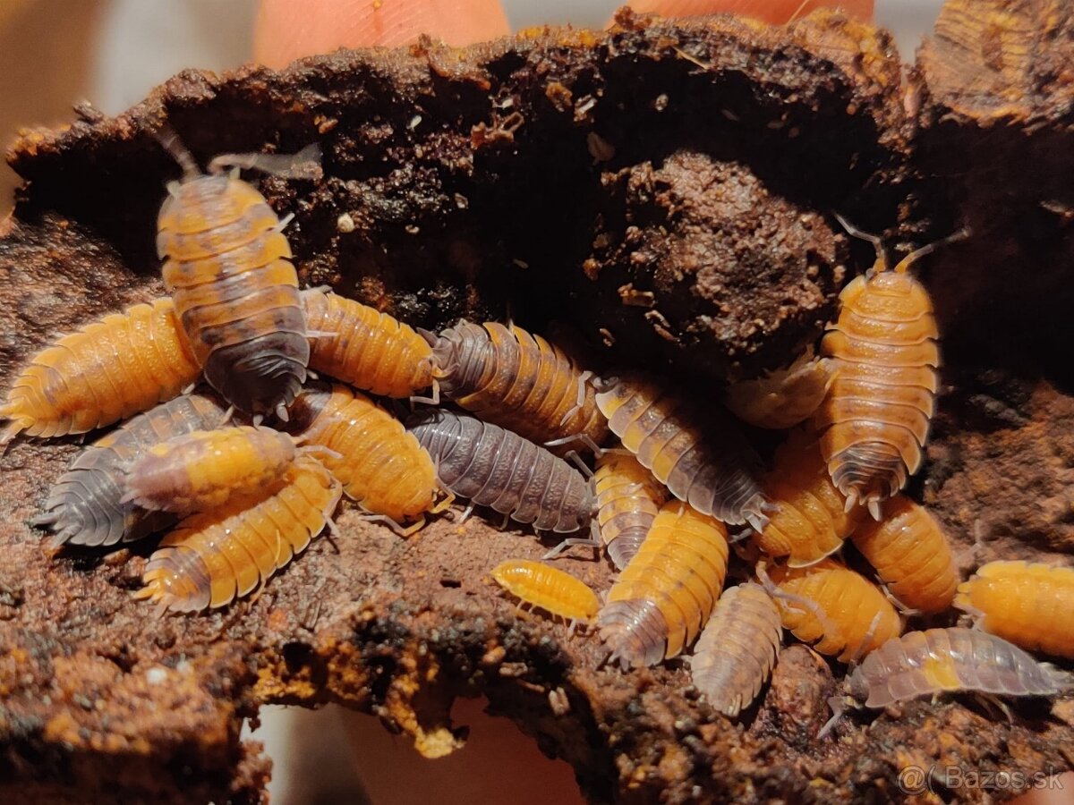 Predám isopody Porcellio scaber "Lava"