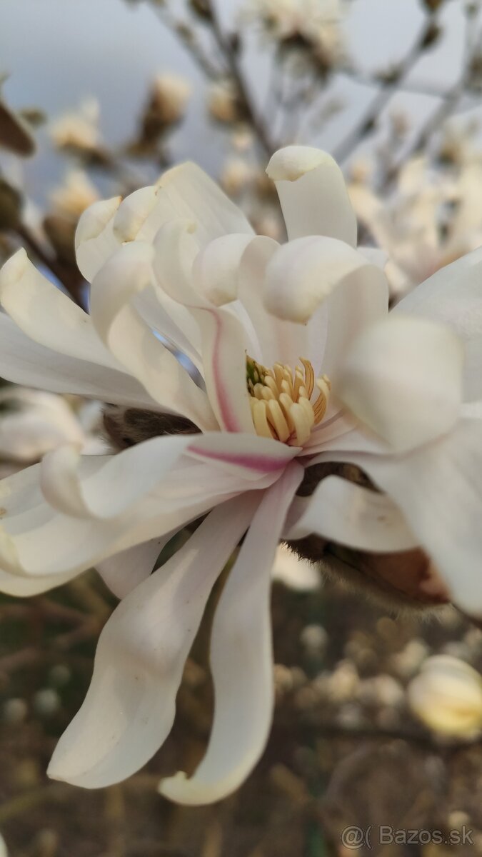 Semená magnólie hviezdokvetej (magnolia stellata)