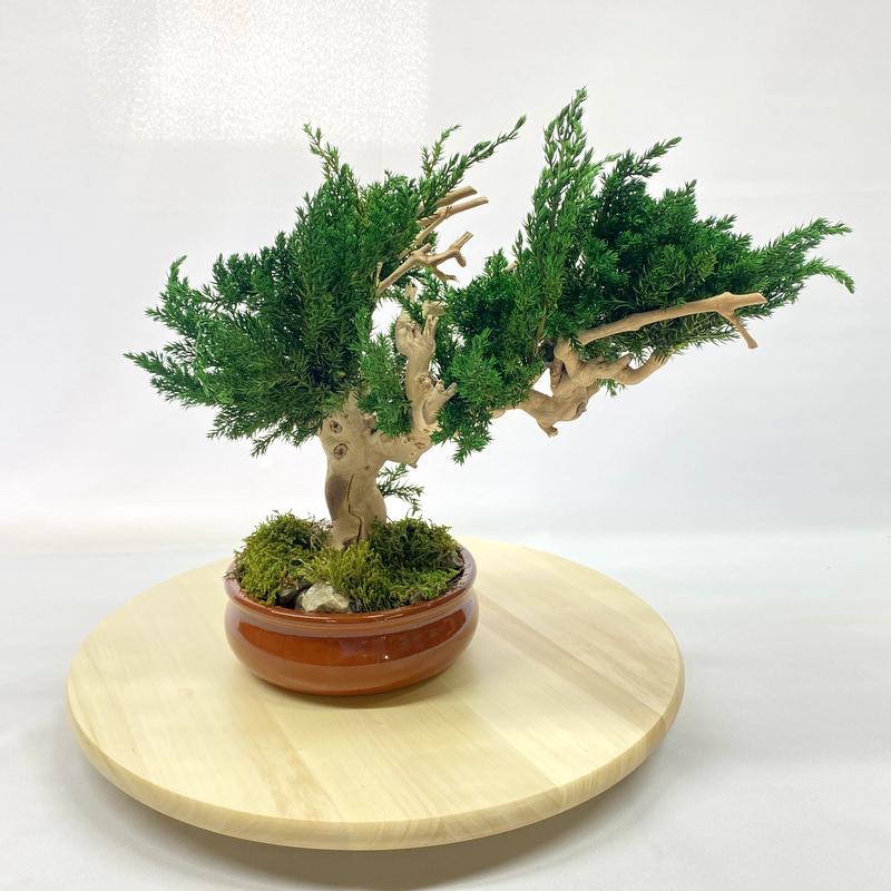 Machový bonsai Borievka