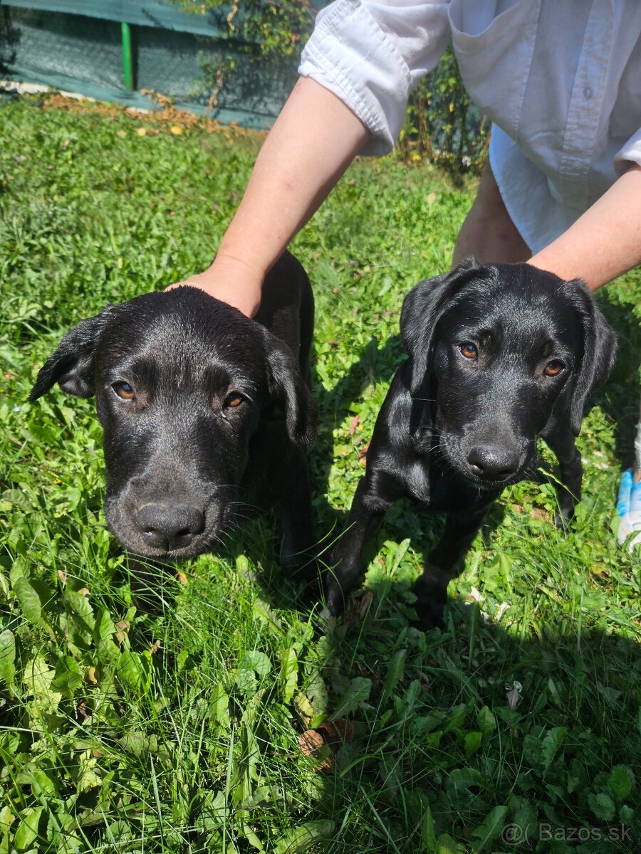 Labrador - šteniatka