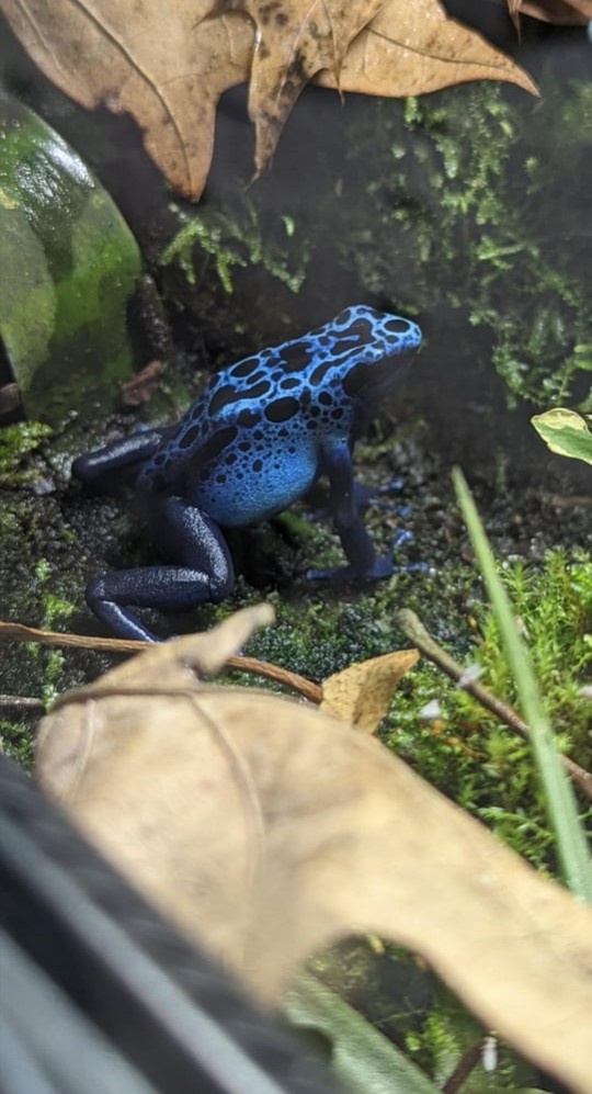 Dendrobates tinctorius azureus