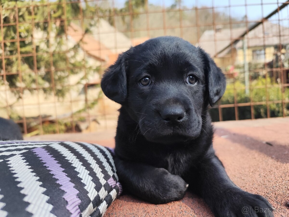 Labradorský retriever