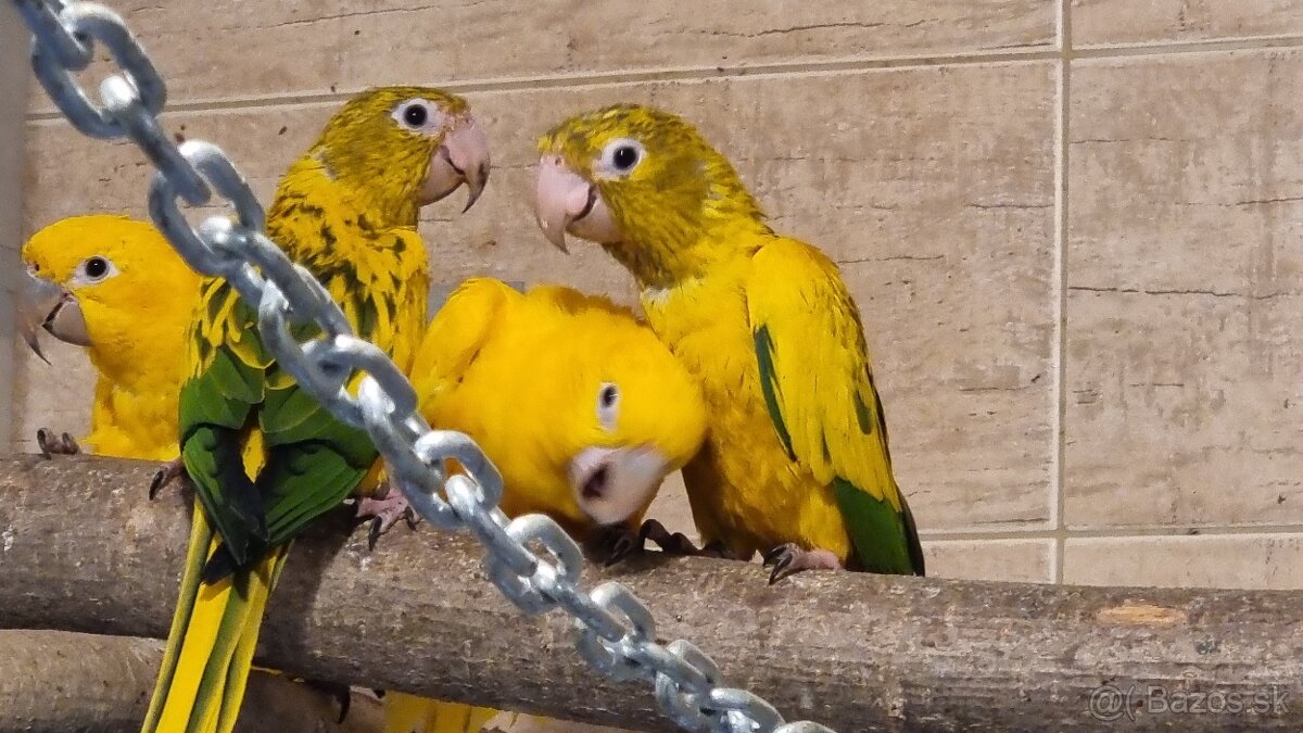 Aratinga guarouba /Aratinga žltá/ - 2,0 odchov pod rodičmi