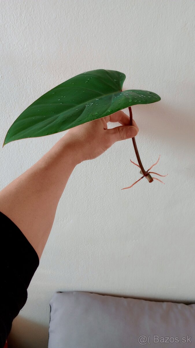 Philodendron Red Emerald