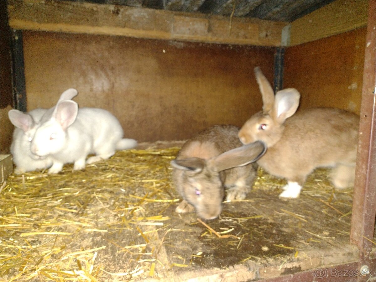 Mlade králiky