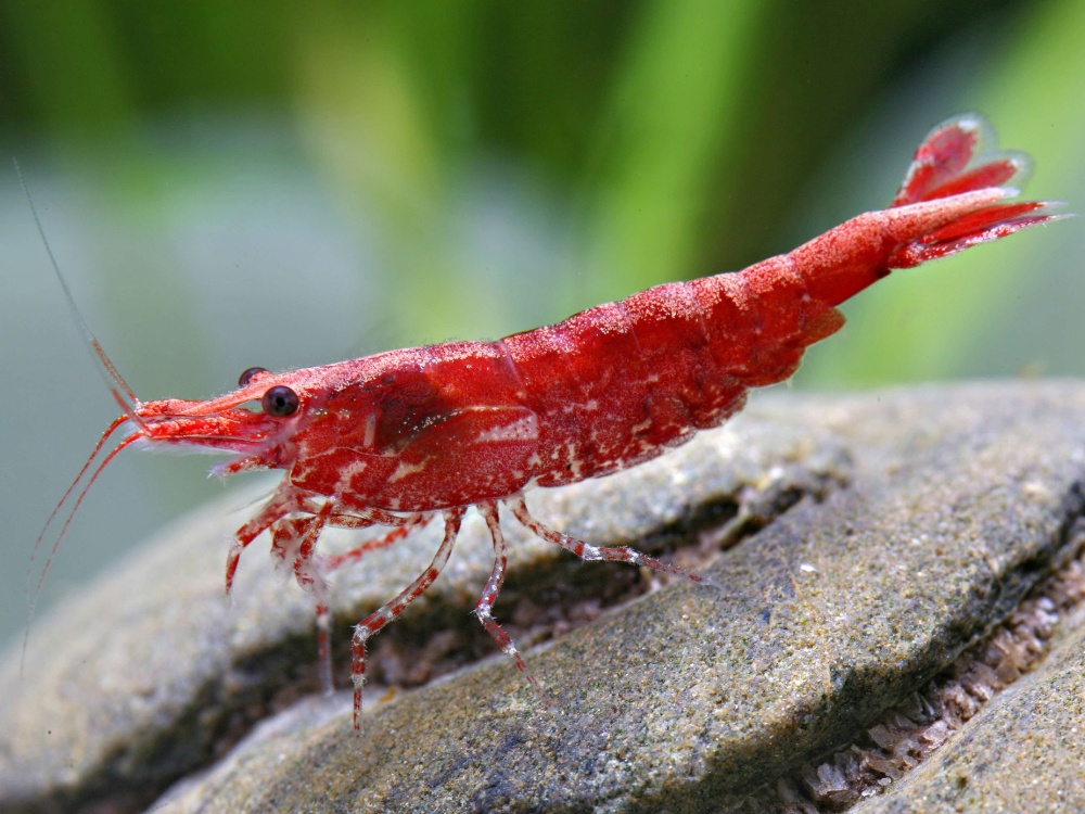 Predám / Vymením Krevetky Neocaridina rôzne farby