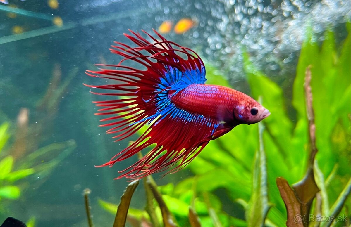 Betta Splendens Crow