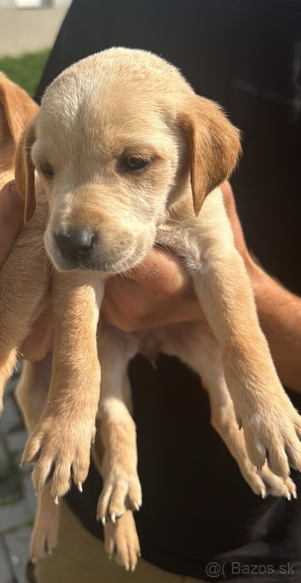 Predam labrador steniatka