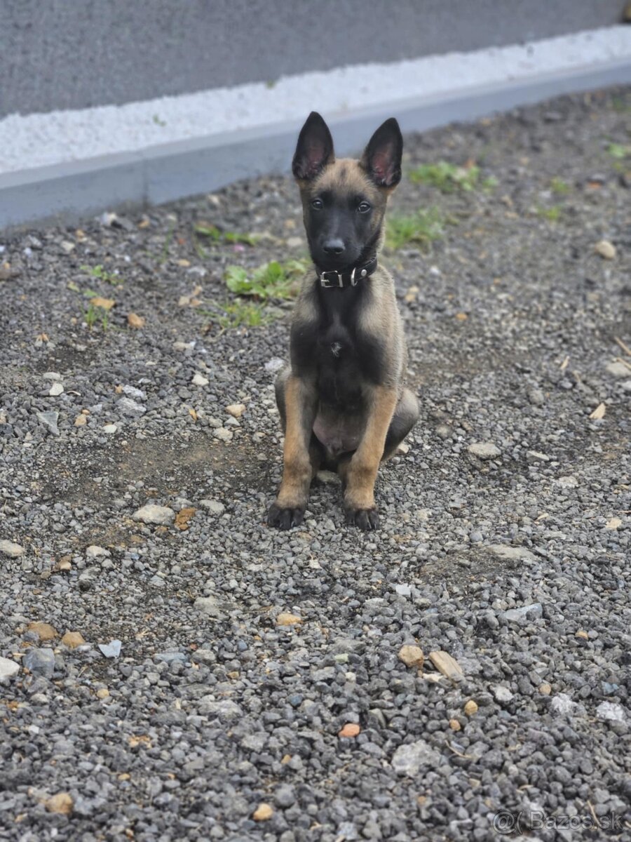 Predam belgického ovčiaka malinois