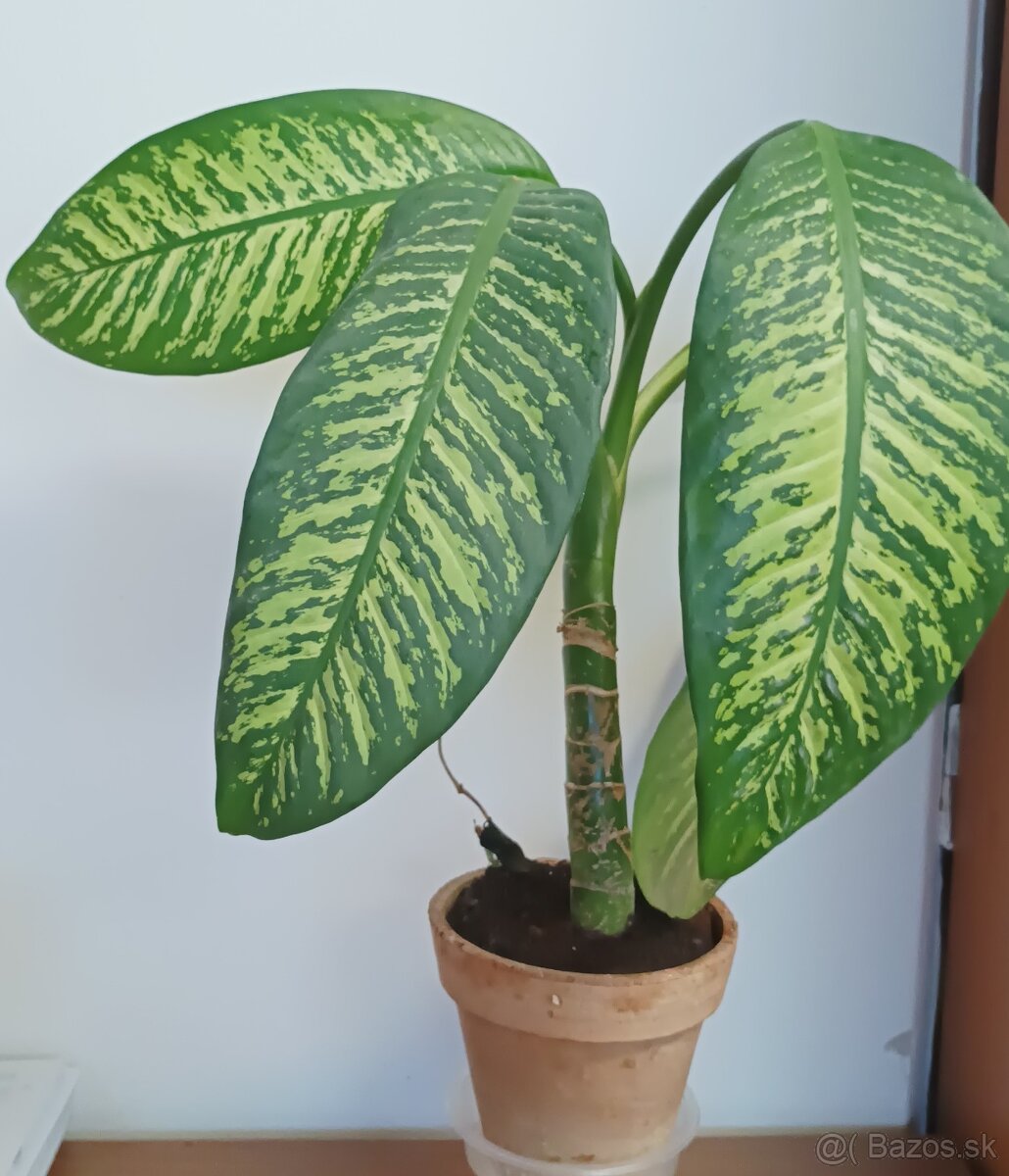 Difenbachia Dieffenbachia