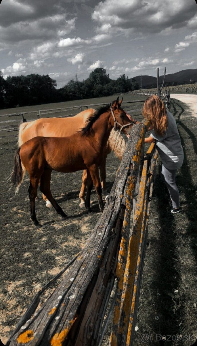 Práca pri koňoch