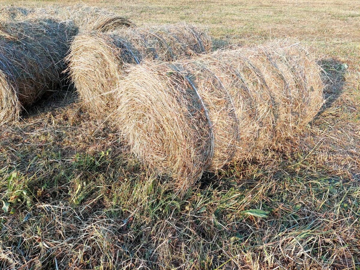 Balíky, seno, mládza