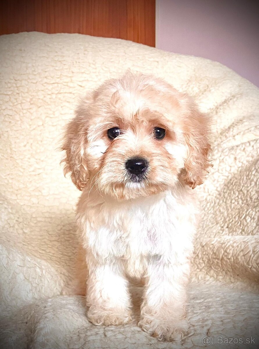 Cavapoo