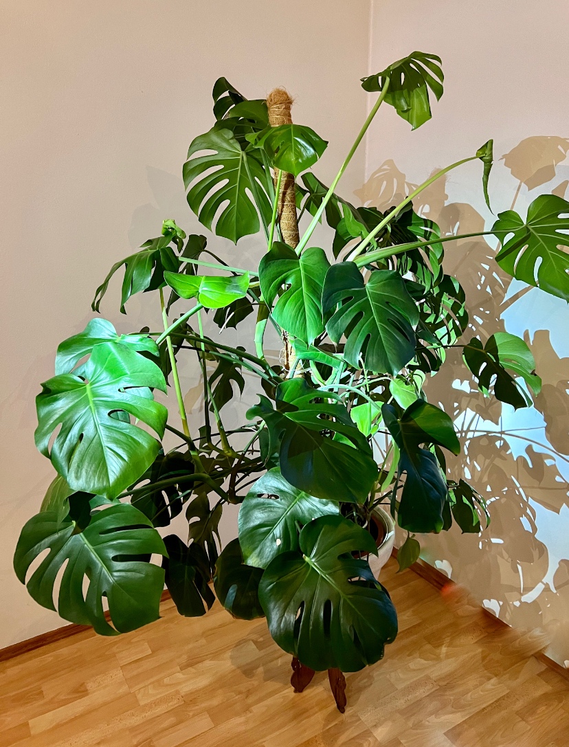 Monstera