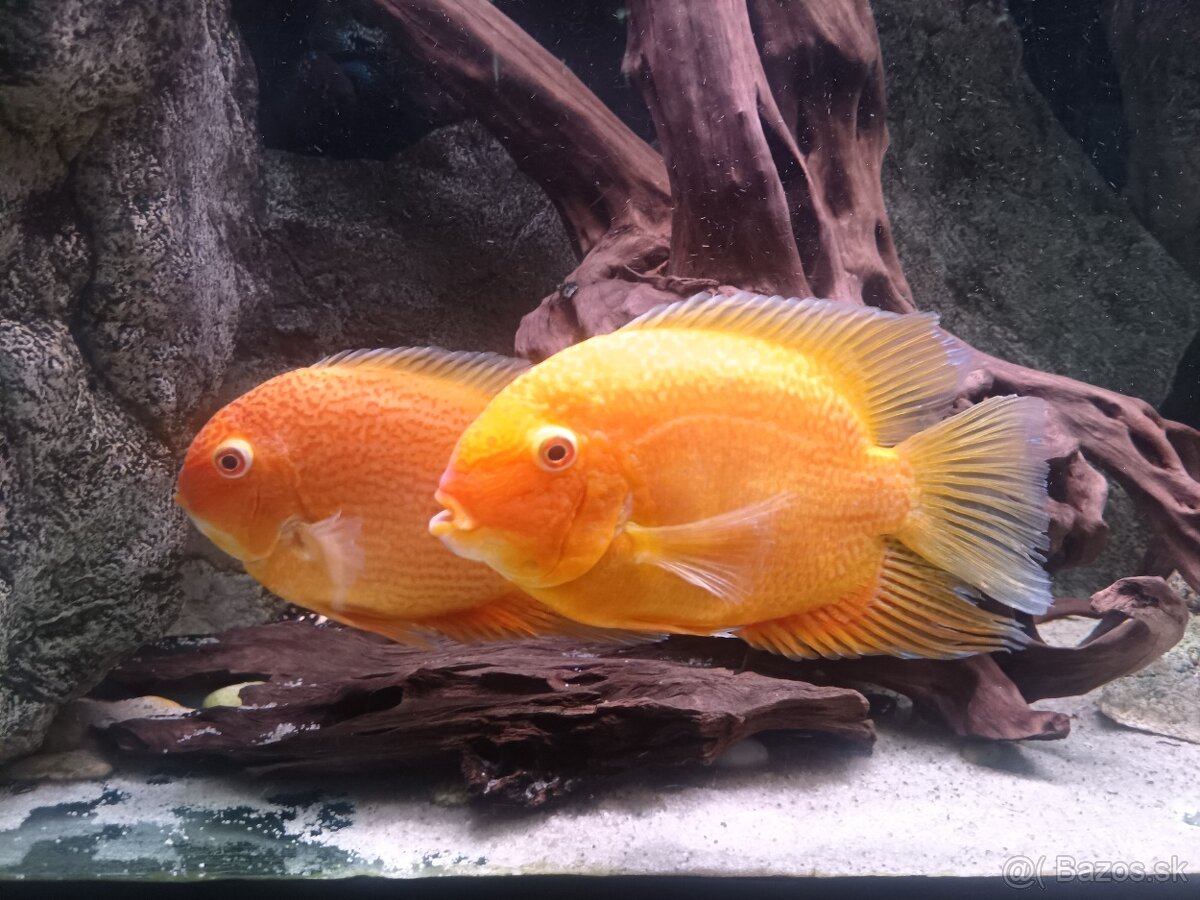 Heros severum Red spotted