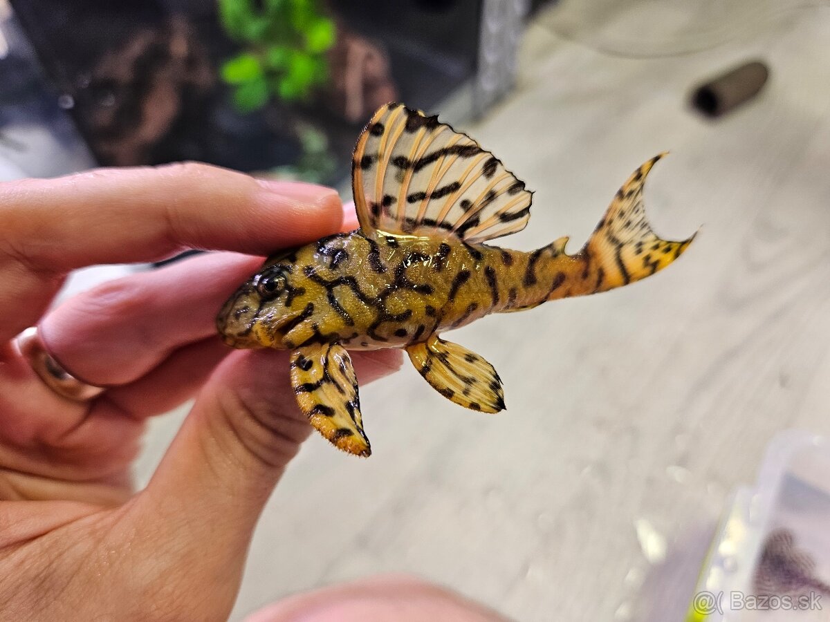 Pleco, Hypancistrus, Ancistrus long fin, sumce