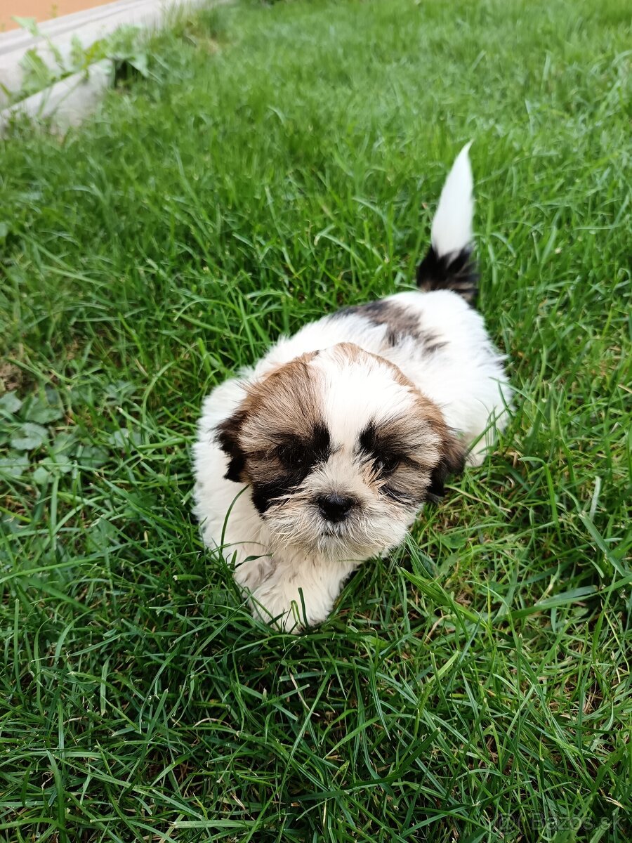 Shitzu, shih-tzu, Shitzu, Shicu, shihtzu