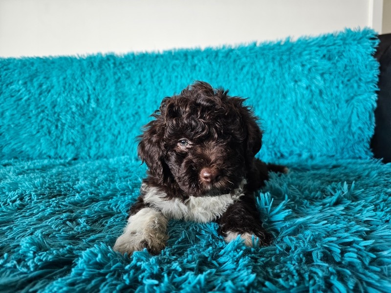 LAGOTTO ROMAGNOLO-brown, with super ped. FCI