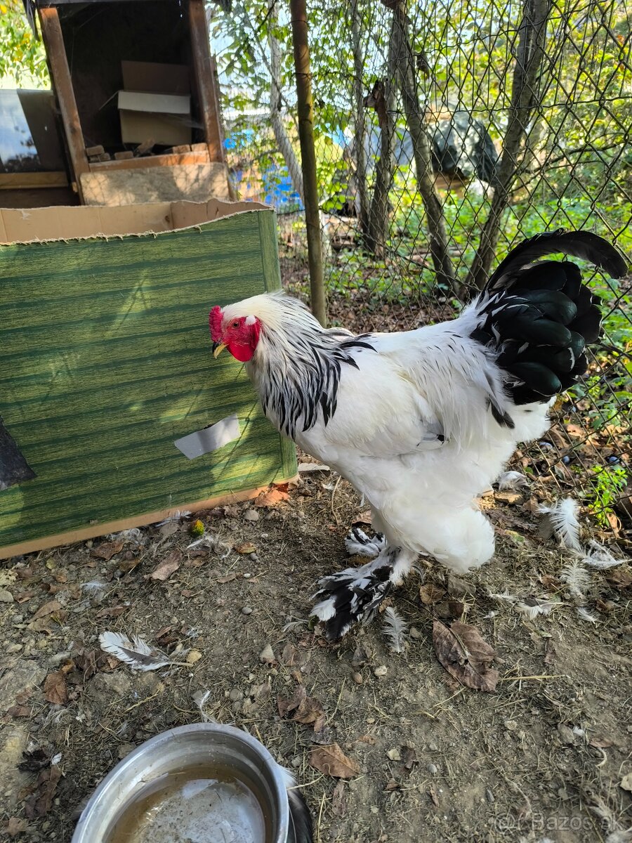 Kohút Brahmanky velkej