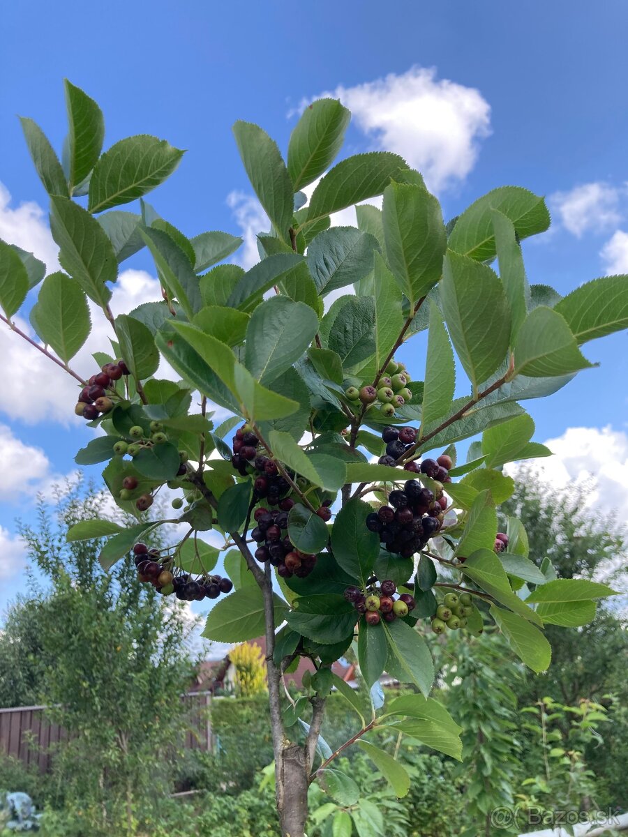 Aronia ciernoploda - Nero - stromkova forma