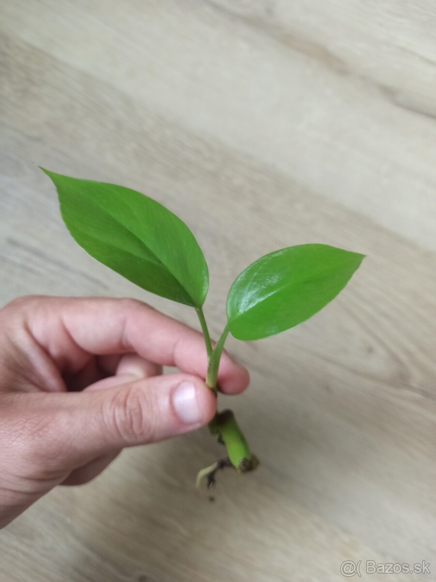 Monstera Minima